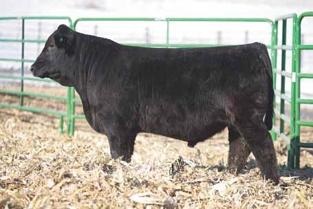 14 Black 1/2 Simmental / 1/2 Angus Tag: 889B TJ SHARPER IMAGE 809U FF MS FREEDOM S977 3C MACHO M450 BZ 84 769 This Sharper Image bull is one we call the farm s mascot.