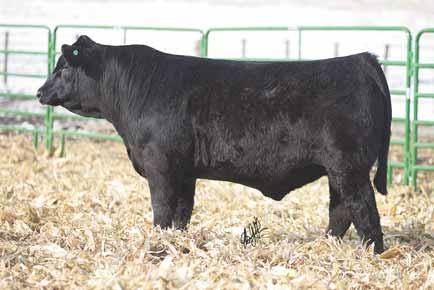 14 Black PB Simmental Tag: 15W1 HEADS UP 20X ET 3202 SVF/NJC BUILT RIGHT N48 MS 31S OF TH 90 801 An Uprising bull that is a full sib to my lead off bull in my Denver pen of three bulls, I think he