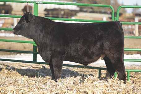 14 Black PB Simmental Tag: 114B SVF STEEL FORCE S701 MS MEYER 31S1 OF TH FELT NEXT BIG THING 54T HF 114 DREAM 82 808 This Custom Built bull is a little more moderate framed but has a real cool look