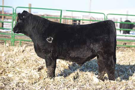 If he was a month older, he would stand out and be one of my favorites. He is stout, level made, and good structured. Wait to see this one when he is mature, you will love him and his calves.