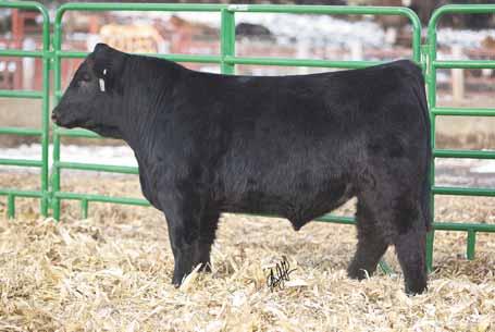 He s huge bodied and would be a great option for pure or crossbreeding. LOT 68... SS/PRS GUNSLINGER 824X BRANT EBONYS LEGEND Z17 ALC Gunsmoke B17Z 02.06.