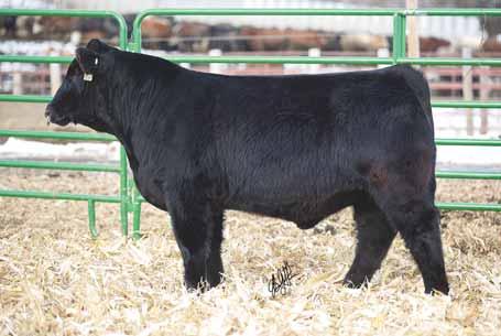 Long spined, clean boned with all the body you need. He will grow into a very stout herd sire. LOT 71.