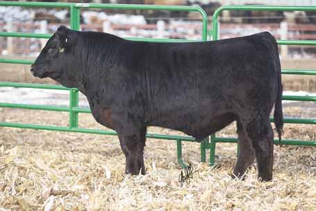 Wait until you see this one! Packed with performance, eye appeal and phenomenal cow families. LOT 72.