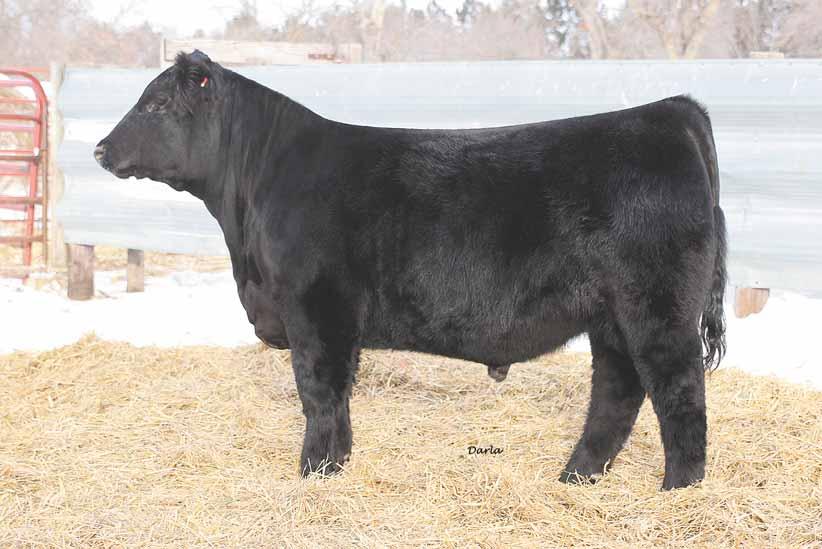 Good Company is the perfect name for this bull, especially when his dam has produced what she has in the past couple years and the programs that they have went to.