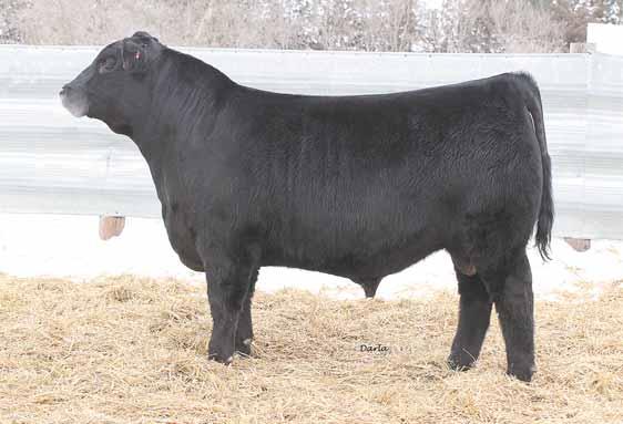 14 Black Angus Tag: 0183 N BAR EMULATION EXT LEACHMAN BC 7100 WOODHILL SUPREME POHLMANS BARBARA 18093B 89 908 page 8 You have heard us over the past years talk about our Heaven cow, here are two
