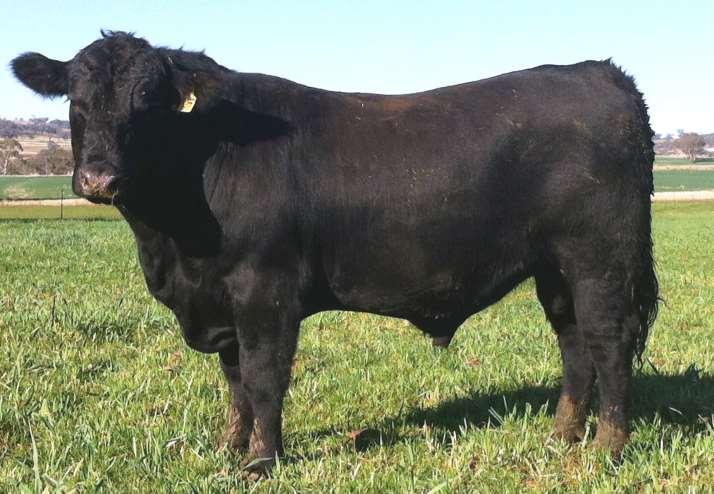 SWANBROOK ANGUS STUD FIRST ANNUAL BULL SALE Saturday, 1st August 2015, 11am "Marble Hall", Long Plain