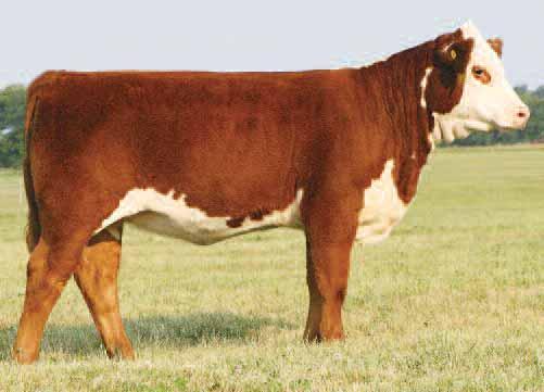 10 Bailout 7037 E.T. heifer calves Lots 10 & 11 Perks 7037 Miss Bailey 3046 Feb.
