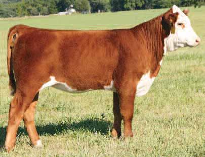 CRR ABOUT TIME 743 {CHB,DLF,HYF,IEF} TH 707B DARIA 42K 0.7 +4.2 +52 +79 +23 +49 +0.6 +0.7 +.004 +.43 +.03 Lot 14 is a cool made heifer that is loaded with power.