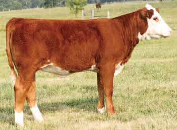 A granddaughter sells as Lot 26. Pasture exposed May 14 to August 5, 2013 to TH 75J 243R Bailout 144U ET. Checked SAFE.