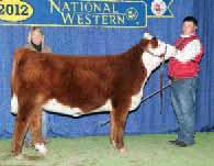Spencer had great success with Hot Luv, including OYE Champion and class winner in Denver and Fort Worth.