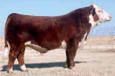 Her mother is just a two-year old, but we expect great things from her in the future, and her full sister is a donor cow for Bickelhaupt Herefords. 33 ROF 2T Garny 409A ET Apr.