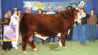 Offered with Loewen Herefords. Bred AI June 13, 2013 to Loewen Uptown 33N 50U. NJW 73S M326 Trust 100W ET Sire of Lots 40A, 41A & 42A 40A Bull C&L Valor 100W 9A Mar.