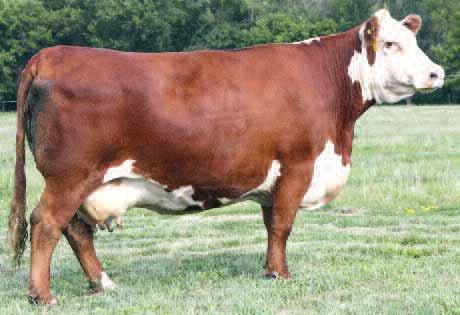 17 9A is one of our top sire prospects by Trust 100W, the 2012 NWSS Champion bull. This outstanding prospect should sire fantastic daughters, great sons, performance and carcass.