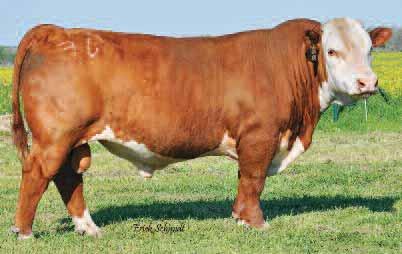 the ideal spot. Intesity is a full sister to the only two-time NWSS Supreme Champion, Shock & Awe.