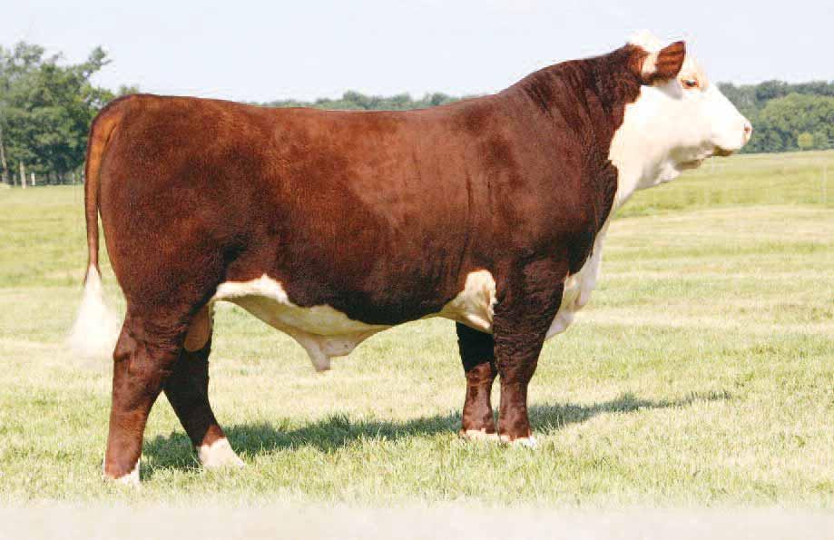 Feature Yearling Herd Sire 1 Bull Perks DCF 181R Dynasty 2109 Sept.