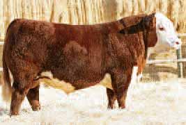 Our deepest set of bulls to date, these future herd sires are genetically stacked and sired by today s industry leaders, such as