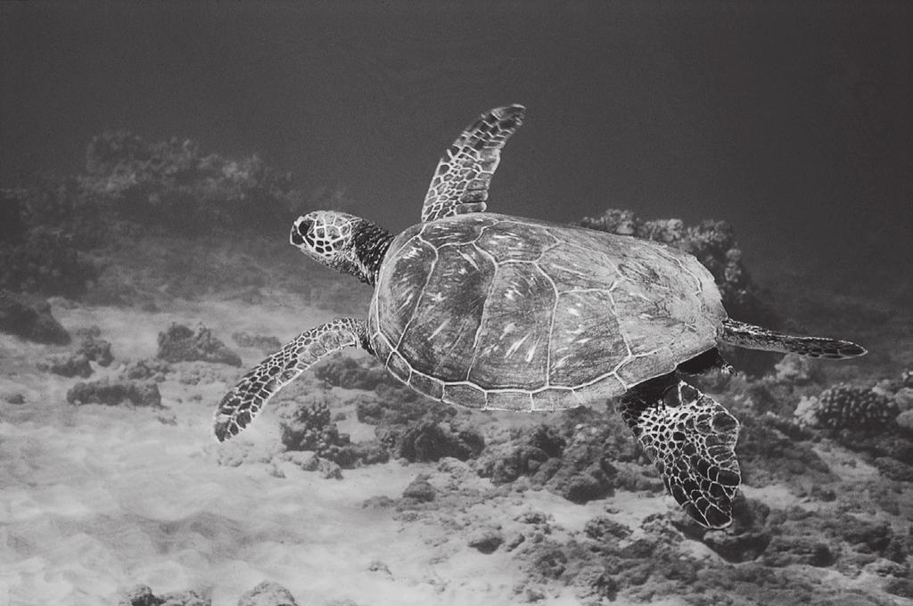Photo courtesy of Lori Mazzuca HAWAIIAN SEA TURTLES N ā Honu [ L E G A L S T A T U S ] All sea turtles in Hawai i are protected under the Endangered Species Act and wildlife laws of the State of