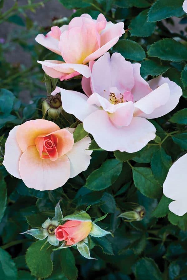 Roses to inspire our sense of place April 16, 2019 By Heather White Chinook Sunrise: Bloom colour is a kaleidoscope of