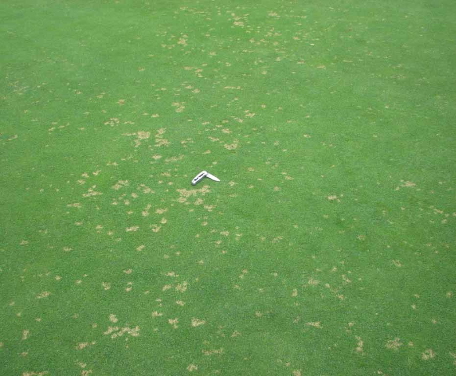 Dollar Spot Outbreaks A simple agronomic equation Excessive growth + Contact fungicides Early/late season apps?