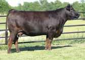 15 to RLBH Air Force One (P/HB) Homozygous polled and homozygous black This big ribbed and very capacious female has brood cow written all over her She is very maternal in her look and extremely deep