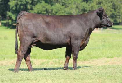 LOT 36 lot 37 CFLX MANUELA 293Z % Limousin (81) Cow Double Polled Double Black 10.15.