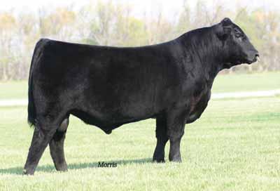MAGS Utley, sire of Lot 43. lot 43 HAHK BOO WHO 561B Lim-Flex (56) Cow Homo Polled Double Black 02.27.