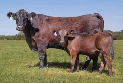 LOT 60 lot 60 DMAR YEN 06Y PB Limousin (100) Cow Homo Polled Homo Black 03.17.