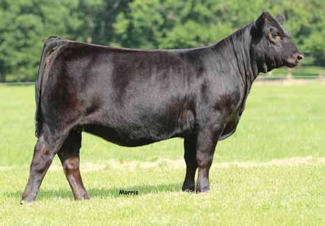 Classen 1422B, the Dameron First Class son that has made such a big impact in the Angus breed Her dam is a GPFF Blaque Rulon daughter from the famed MAGS Manuela 662M This tremendous show female