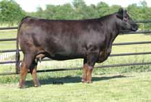3 for birth, 70 for weaning weight, 113 for yearling weight and 28 for milk We so admire her tremendous rib shape, extra depth, heaviness of bone and fluidity in movement -Buy with confidence when