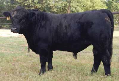 11 12 lot 11 SSCL ANCHOR 51A PB Limousin (100) Bull Homo Polled Double Black 11.18.