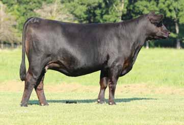 Like many of the great CL Burbank progeny that have made impacts in breeding programs across the county to date, 201B excels in terms of actual WDA and docility compared to his contemporaries.