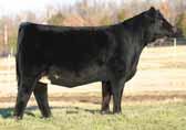 Currently 201B sits in the top 10% of the breed for WW, top 20% for YW and has a 62 MTI, his statistical performance is right it line with how he has performed within in our herd.