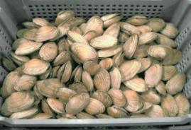 shell clams have made the transition from experimental to commercial Supported primarily by catching wild seed - using some