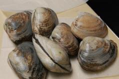 friction between wild harvesters and farmers Surf Clam (Spisula solidissima) Infaunal bivalve Largest bivalve along the east coast (6-8 ) Cold water species Lives