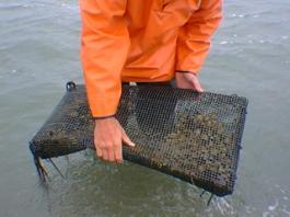 Surf Clam Technology Have experimented with a number of growout technologies Two seemed to work Florida soft bags Square mesh suitcases Clam required to be in sediment by ~¾ (20mm)