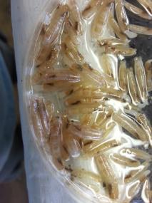 Razor Clam Seed Hatchery seed - a potential problem!