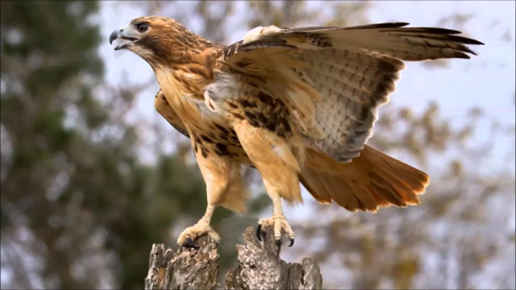 EXTINCTION OR ENDANGERMENT SEEN AS A THREAT TO DOMESTIC ANIMALS RED TAILED