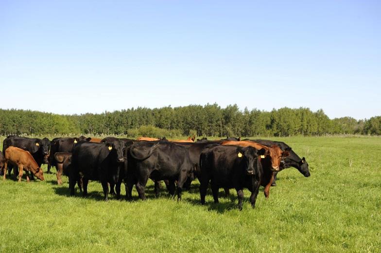 MANITOBA MARKETS Livestock Prices Price Changes are from Week Ago, Thursday. March 8, 1 US $ = C $ 1.3438 1 EURO = C $ 1.5084 1 Yen = C $ 0.01204 Thursday close Cattle Prices Winnipeg Brandon Ste.