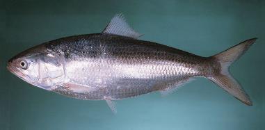Page5 BACKGROUND (Source: FishBase) Introduction The hilsa shad is a highly productive migratory species found mainly along the coasts of India, Bangladesh and Myanmar.
