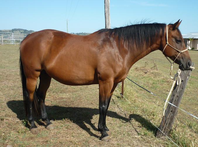 \ Quarter Horse Mare Casey's Brown Sugar Q-42784 DOB: 25/10/1999 SIRE: SALAMANDA BINGOS PISTOL, DAM: CASEYS FANCY GIRL $3000 Contact: Maureen