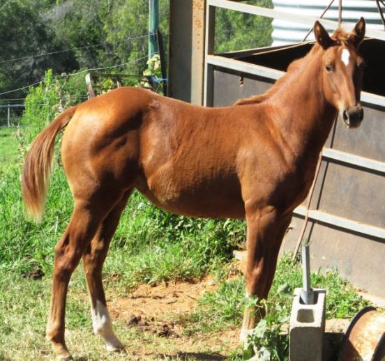 plus postage Contact Ted 0358594241 Quarter Horse Filly Contact: 2bquarterhorses@gmail.