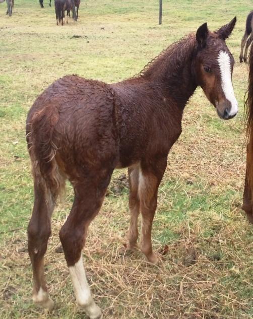 Quarter Horse Filly Contact: 2bquarterhorses@gmail.com Smooch (rego is pending) is a beautiful chestnut quarter horse filly.