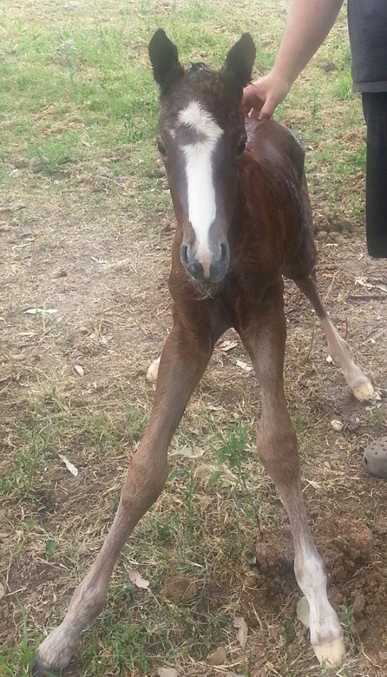 2B Quarter Horses & IRV. Appaloosas Spanner pictured at a half an hour old This gray Quarter horse colt is for sale please contact 2bquarterhorses@gmail.