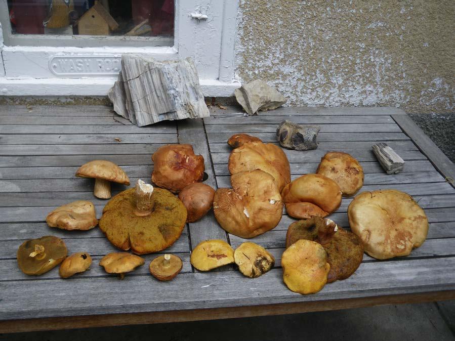 Mushrooms were out big time and I collected these enormous boletes on the 5.5 hour drive back to Toontown. Normally blue and other berries are out but even the Saskatoon berries were still red.