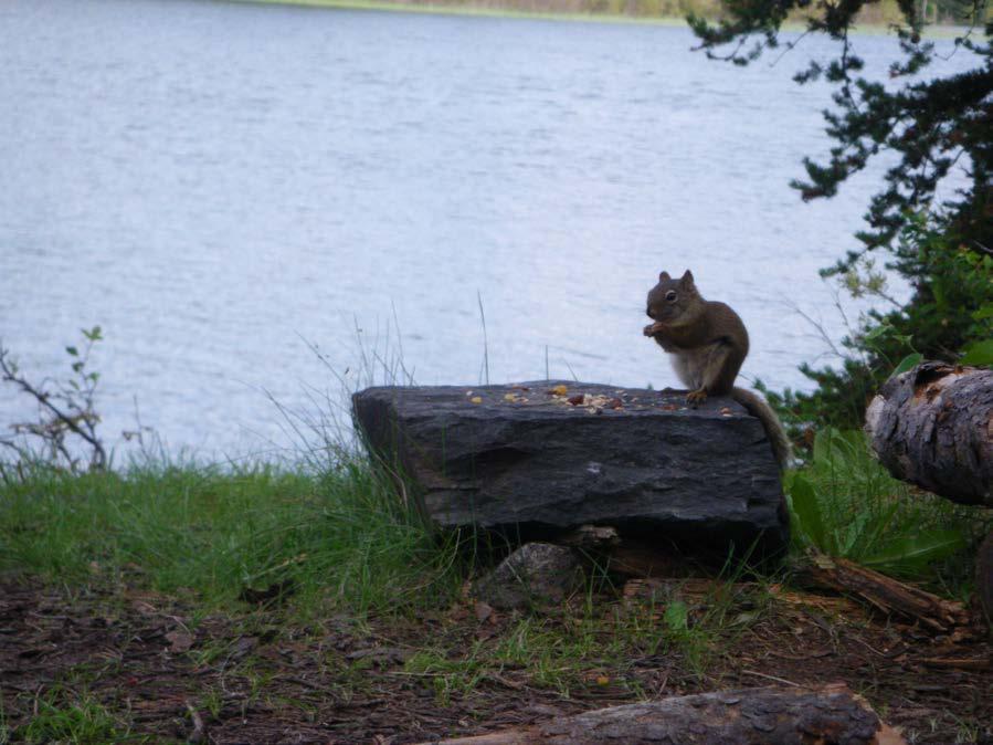 I had a camp squirrel.
