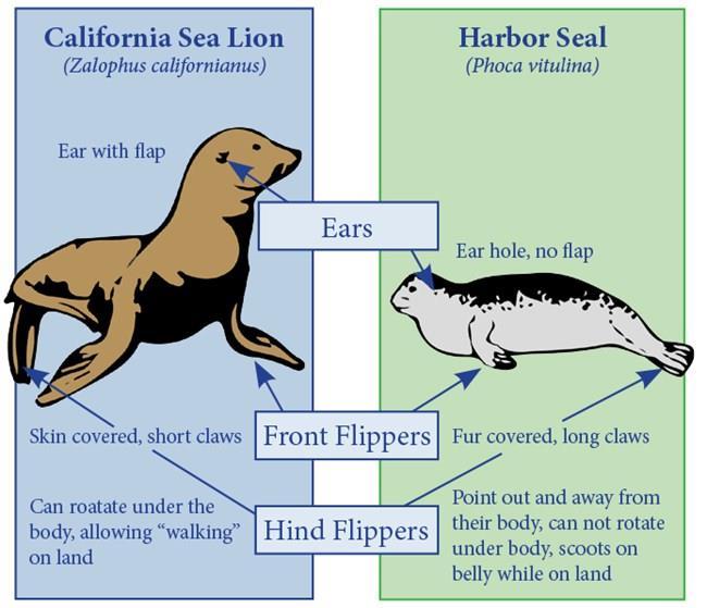 Answer Sheet for Sea Lion vs Seal Comparison: Some other differences include: Sea Lion Long neck, can touch nose to