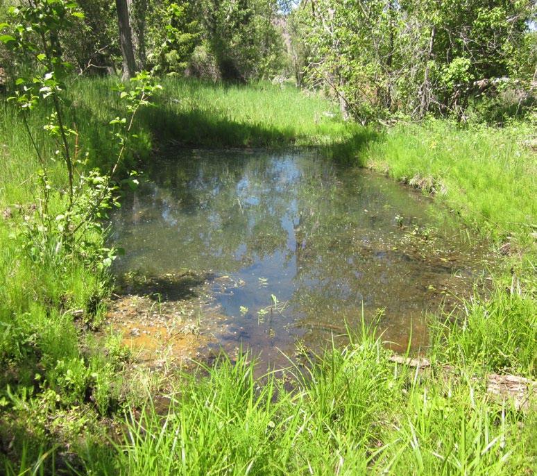 So it's good for everything in the system." One of the ponds on the ZX Ranch enlarged an existing wetland to create more wildlife habitat.