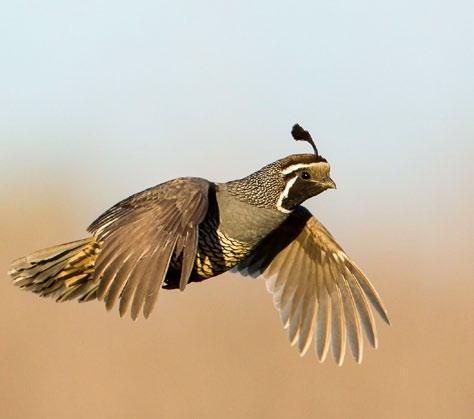 "The first species that I think of as benefitting is sage grouse.