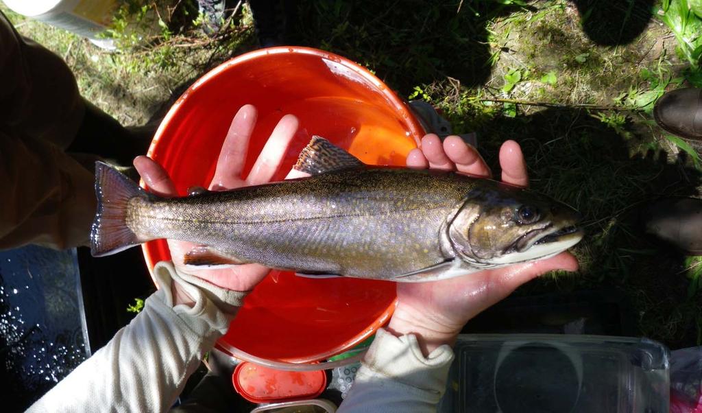 Wild brook trout in the Dead Diamond System Trouts there be good store in every