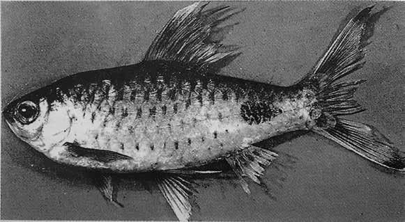Endemic Fish diversity of Western Ghats Notes on the Taxonomy and Biology of Puntius mahecola (Val.) C.